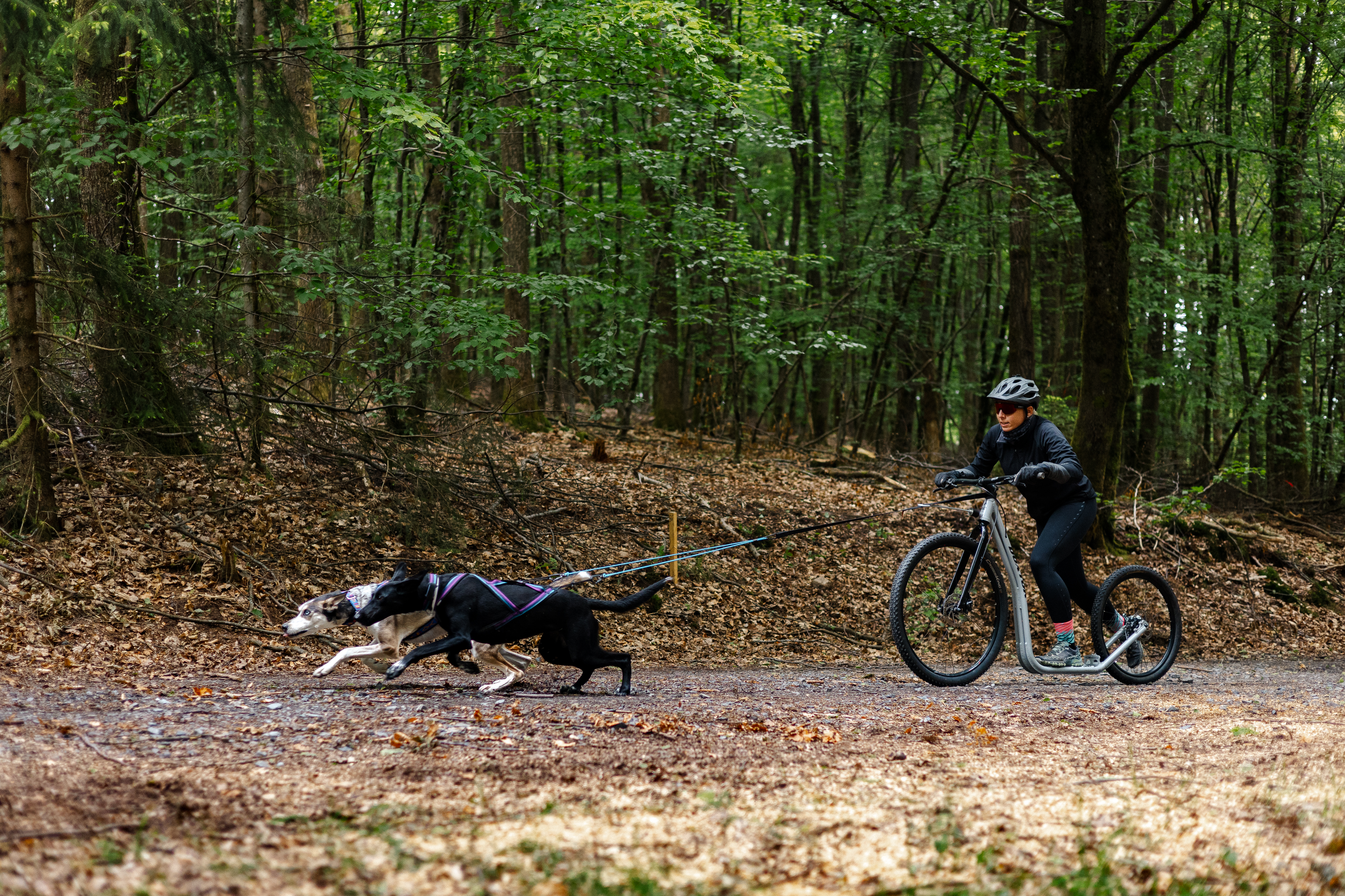 Fortgeschrittenen Workshop bei FastPawCrew