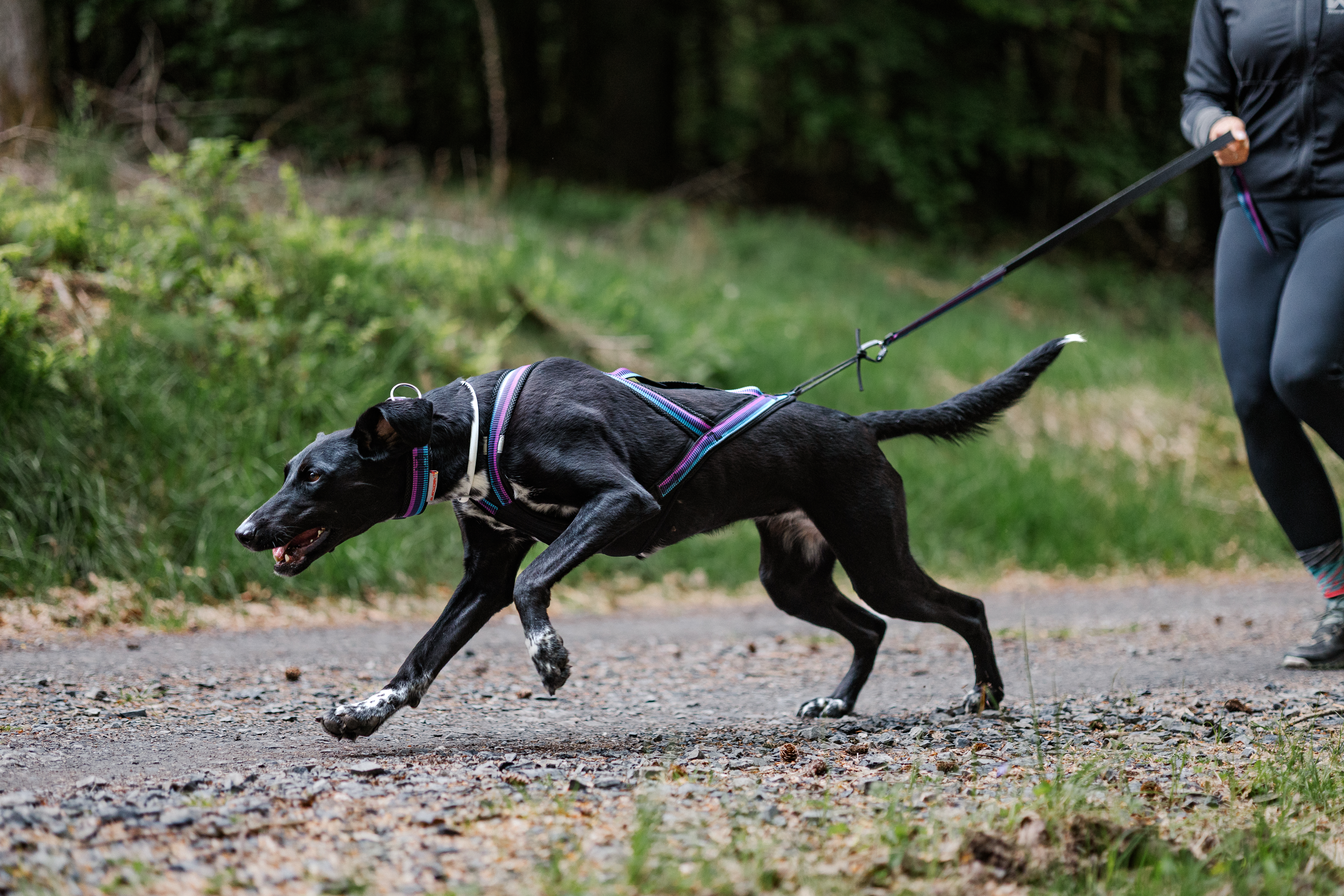Einzeltraining bei FastPawCrew