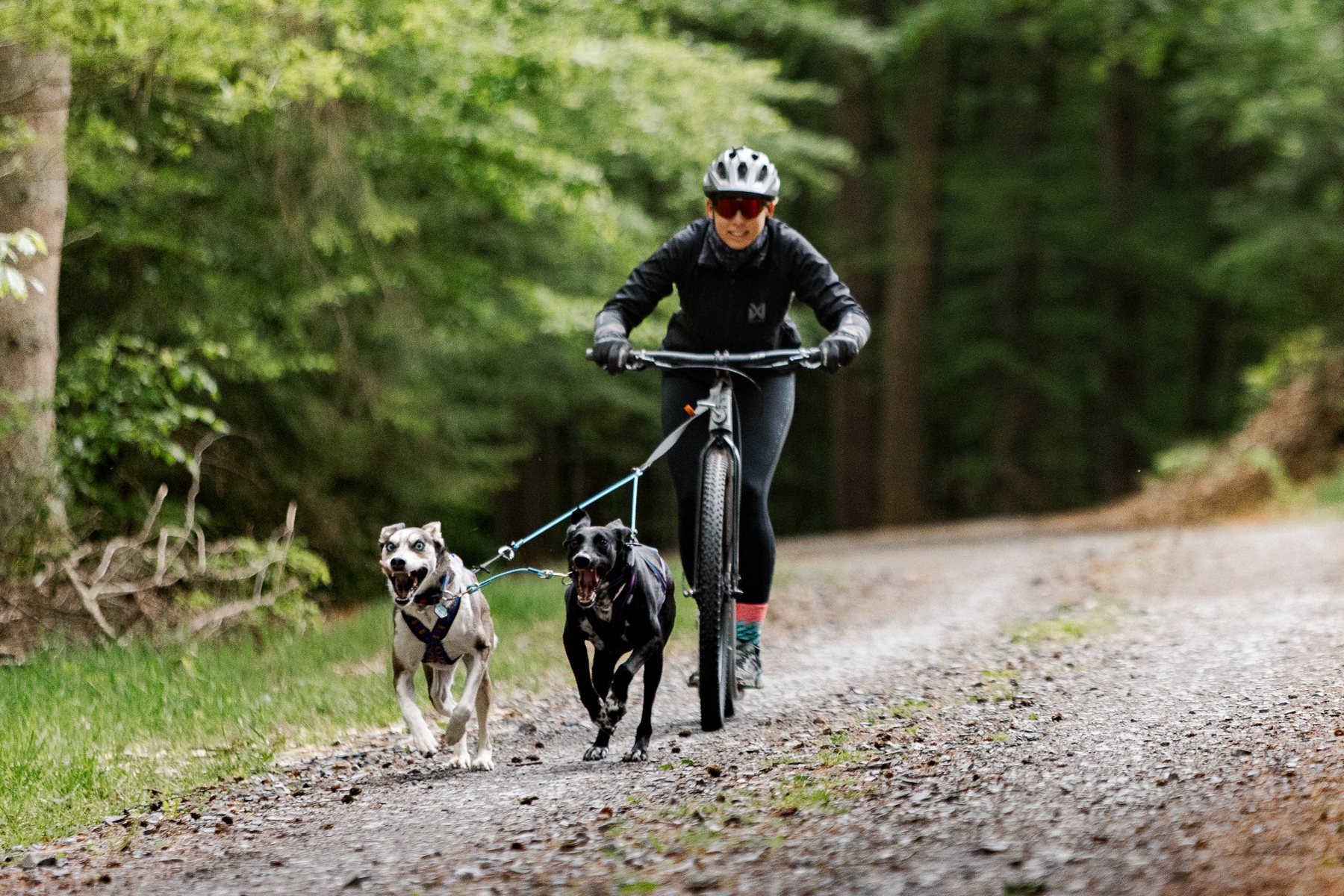 Zughundesport mit Hunden im Wald